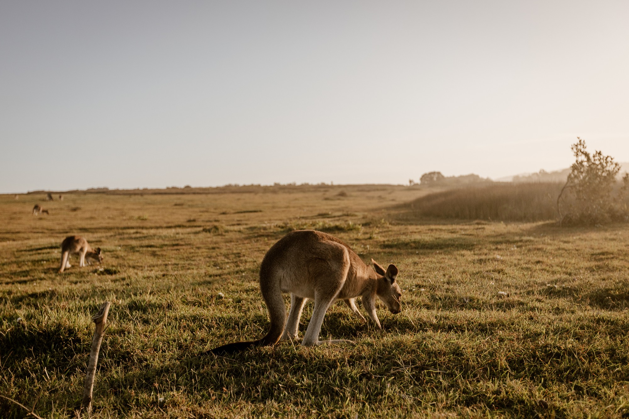 Kangaroo in Outback